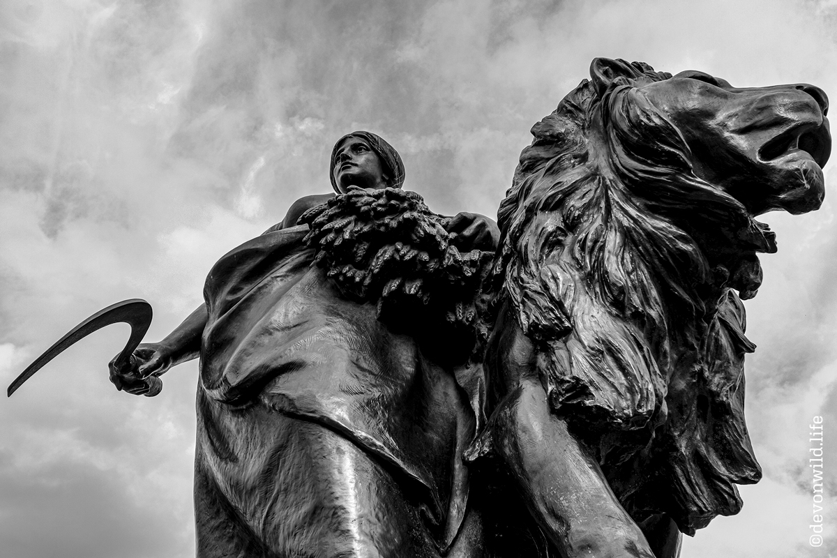 Morning Stroll With My Cat