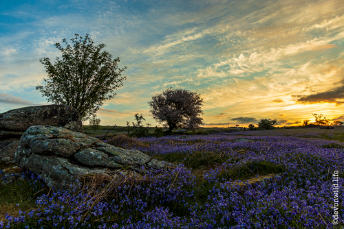 Bluebell Lawn Sunrise