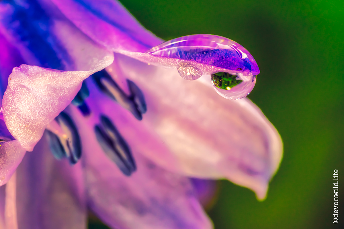 Bluebell Drops