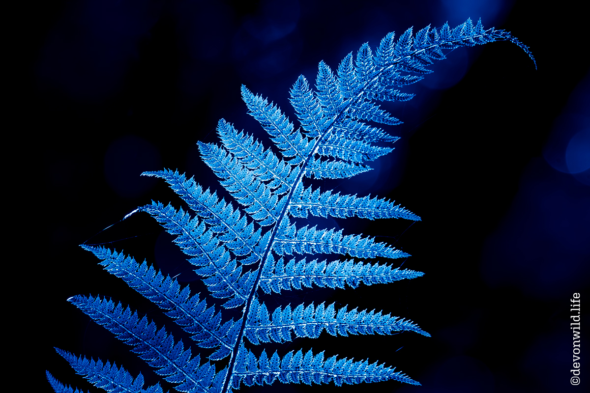 Electric Fern