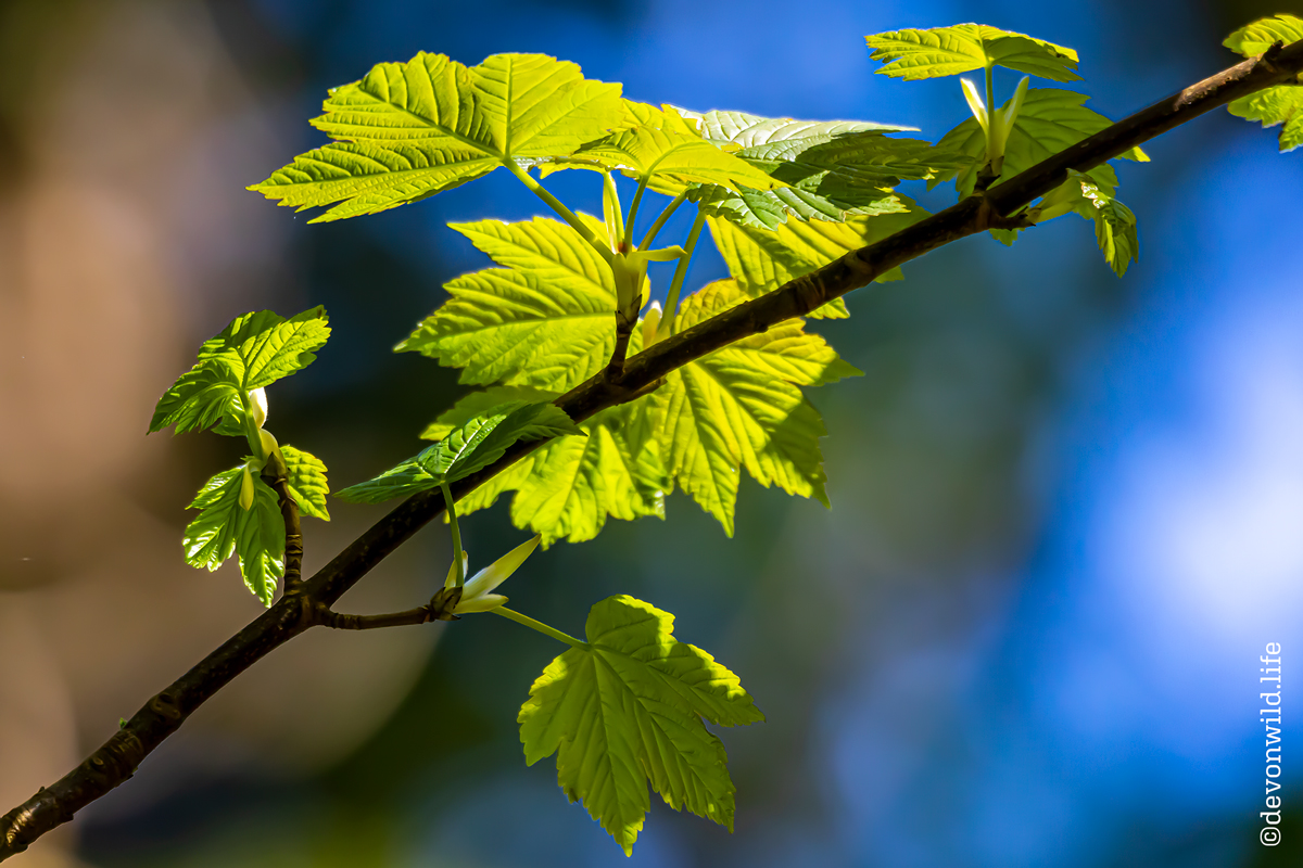The Darling Buds Of April