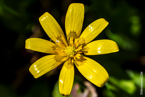 Celandine Sun