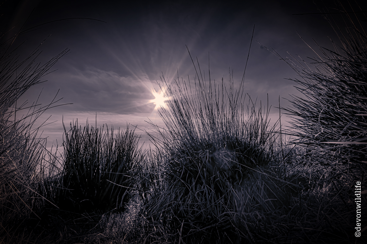 All Tussocks & Sunbeams