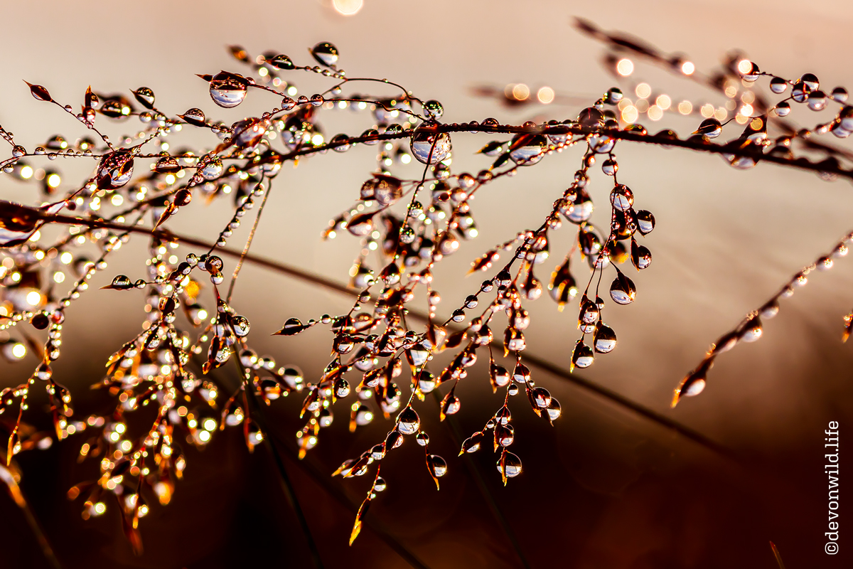 Morning Dew Drops