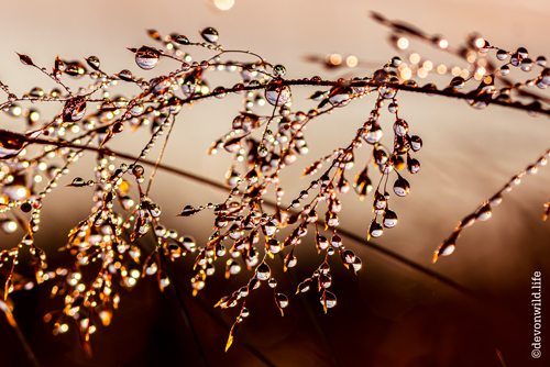 Morning Dew Drops