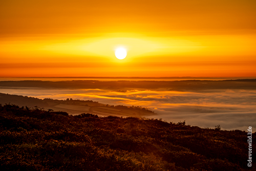 Reach Up For The Sunrise